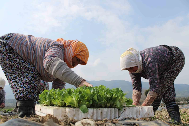 Aydın’da yaz marulları toprakla buluştu
