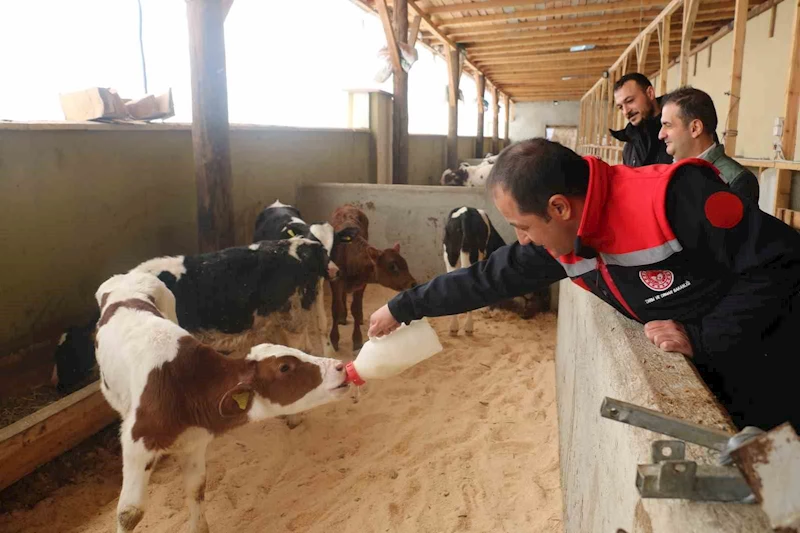 Erzincan’da büyükbaş hayvan işletmelerine arilik incelemesi
