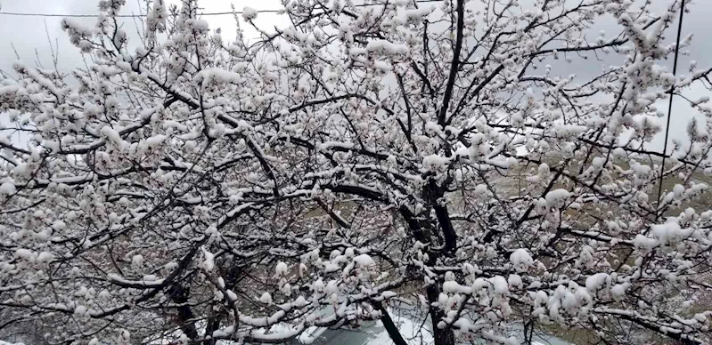 Erzincan’da çiçek açan meyve ağaçlarını don vurdu
