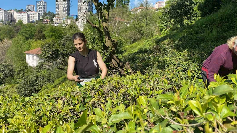 Çay bahçesinden, Dünya Şampiyonası’na
