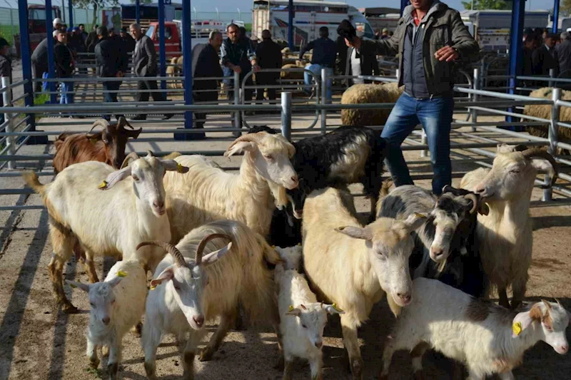 Balıkesir’de şap alarmı: 15 mahalle karantinaya alındı

