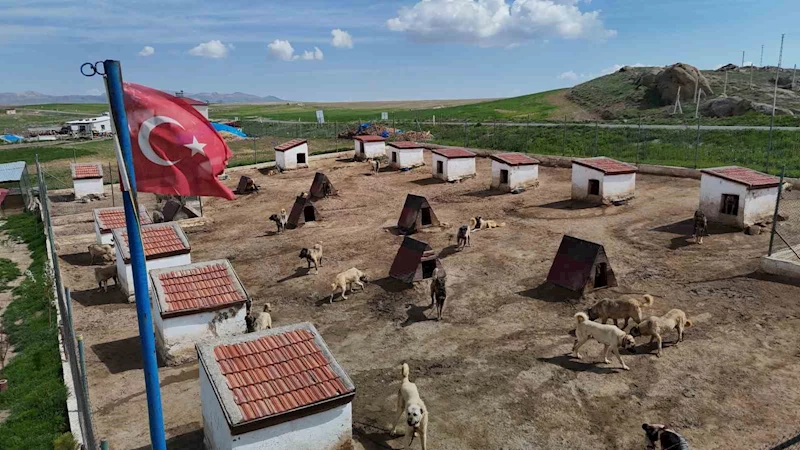 Dünyada eşi benzeri bulunmayan Kangallara Ortadoğu ülkeleri talip oldu
