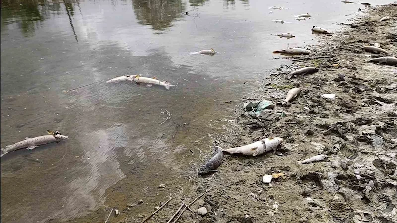 Kızılırmak Nehri’nde elektrik akımıyla avlanan şahıslar onlarca balığı telef etti
