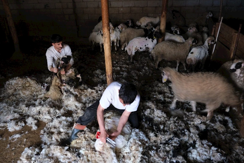 Erzincan’da kuzu kırkım sezonu başladı
