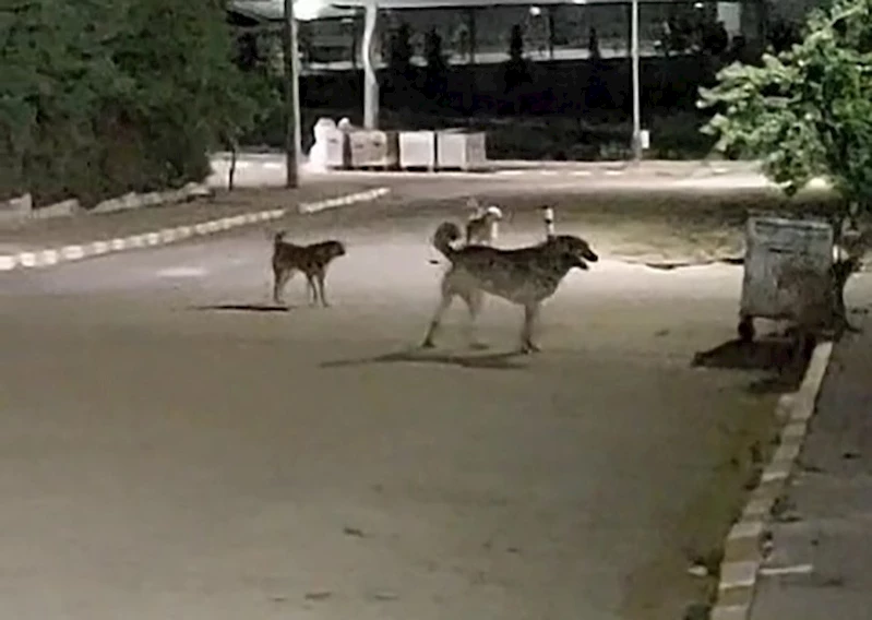 Malkara OSB’de gece saatlerinde toplanan köpekler tedirginliğe neden oluyor
