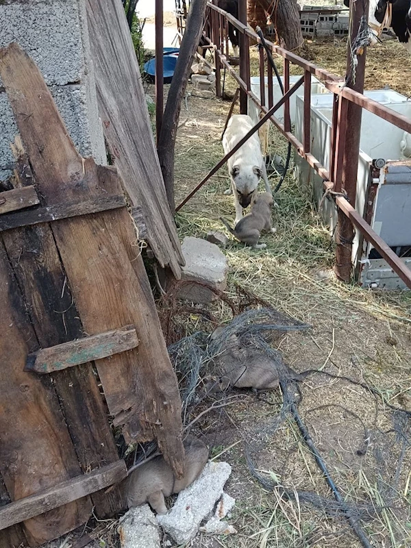 Anne köpeğin kuyuya düşen yavrularına kavuşması yürekleri ısıttı
