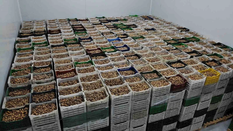 Kuru incir ihracatı yüzde 28 büyüdü

