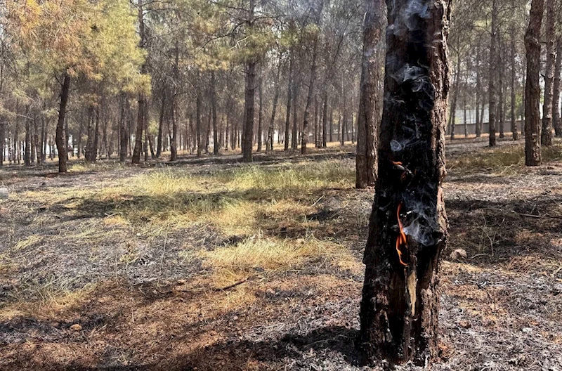 Ormanlık alandaki ağaçlar yandı