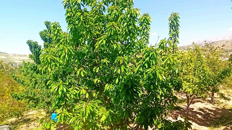 Zirai donun zarara yol açtığı Malatya’da kiraz yaprağı ümit oldu
