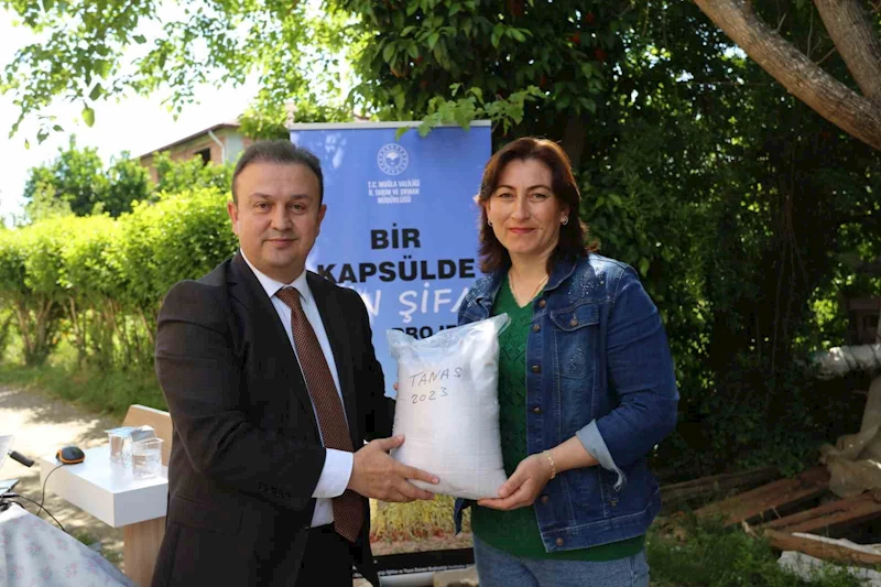 Köyceğizli üreticilere yerli Susam tohumu dağıtıldı
