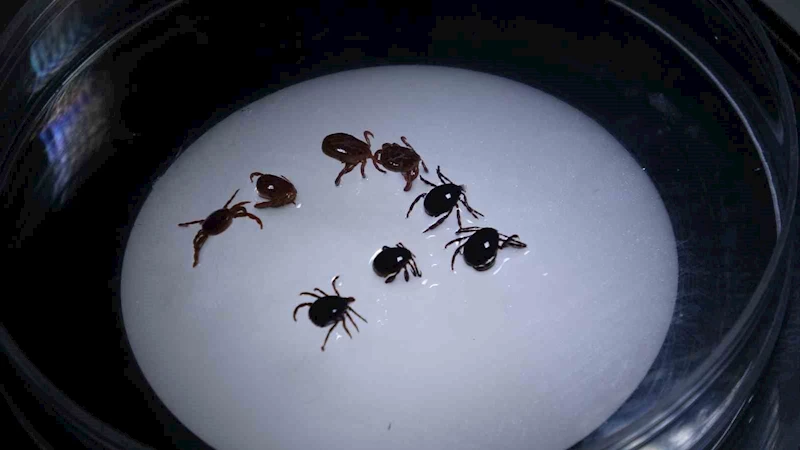 Sivas’ta 8 kişiye KKKA tanısı konuldu, 1 kişi hayatını kaybetti
