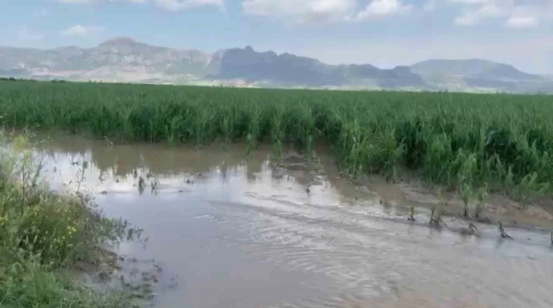 Adana’da şiddetli yağmur ve dolu, tarım ürünlerine zarar verdi
