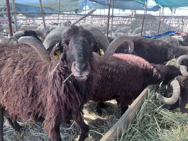 İzmir’de canlı hayvan pazarlarında kurban hareketliliği
