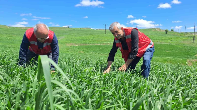 İl Tarım ve Orman Müdürlüğü uyardı: ‘Hububatta pas hastalığına dikkat’
