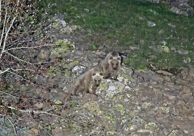 Nemrut’un maskot ayıları kış uykusundan uyandı
