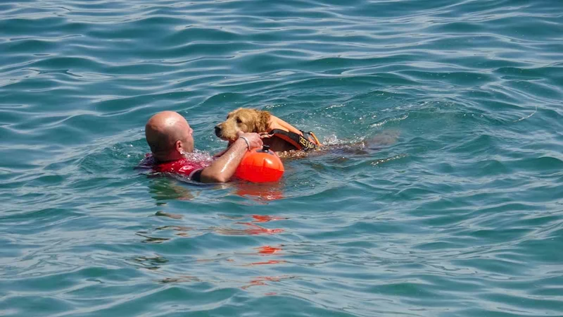 Türkiye’nin ilk sivil sualtı kurtarma köpeği Zeyna, görev için gün sayıyor
