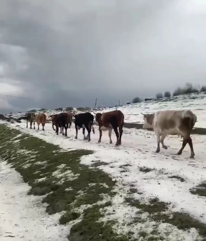 Yayladaki sürülerin dolu yağışında zorlu anları kameraya yansıdı
