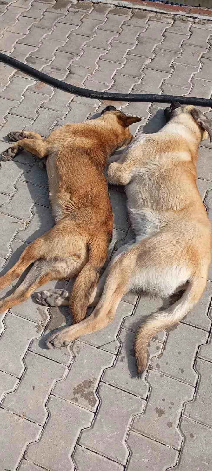 Kırşehir’de hayvan katliamı iddiası

