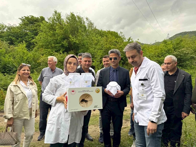 Çaycuma’da kestane gal arısına karşı biyolojik mücadele
