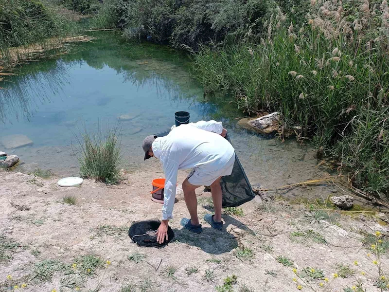 (ÖZEL) Tarihi hamam kalıntıları arasındaki süs balıklarını kaçak balık avlayanlara suç üstü
