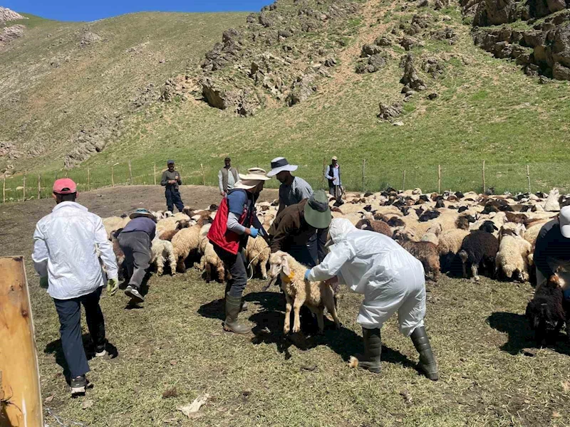 Yüksekova’da şap hastalığına karşı aşılama çalışması
