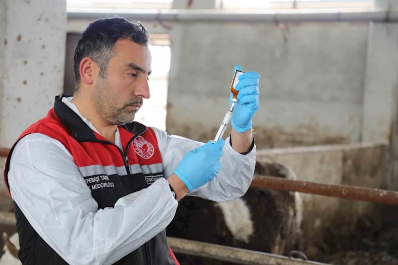 Eskişehir’de şap aşılama kampanyası yüzde 100 başarıyla tamamlandı
