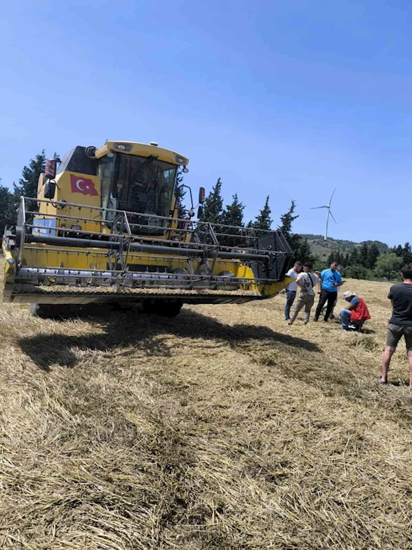 Muğla’da Biçerdöverle hububat hasadı başladı
