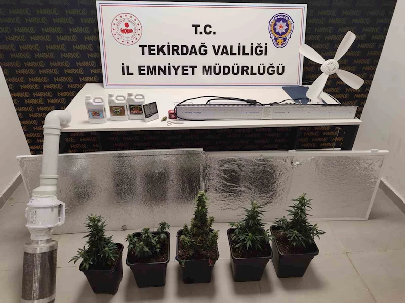 Dolaptan kenevir serası çıktı
