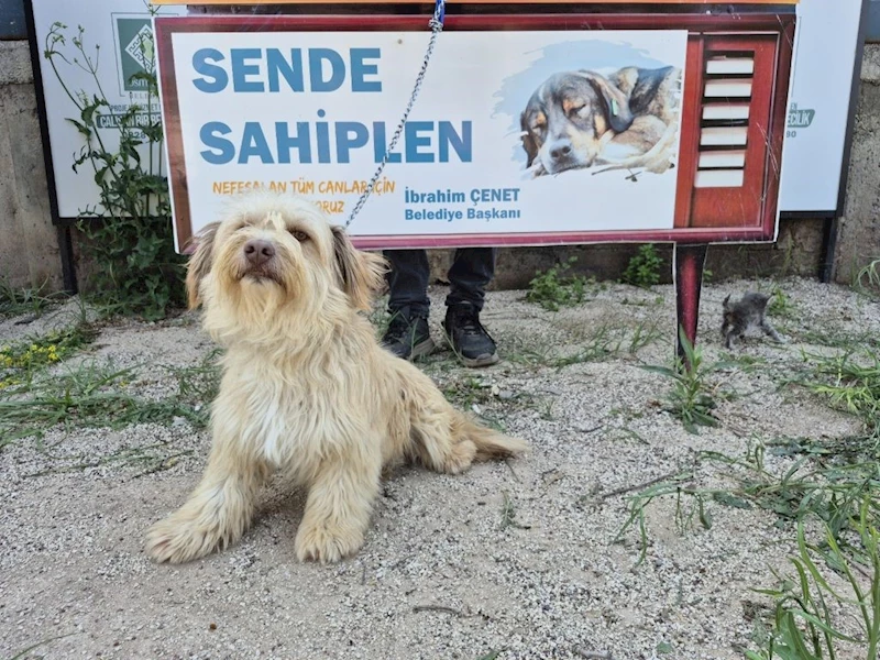 Osmaniye Belediyesi’nden ‘Yuva Arayan Can Dostlarımız Sizi Bekliyor’ kampanyası
