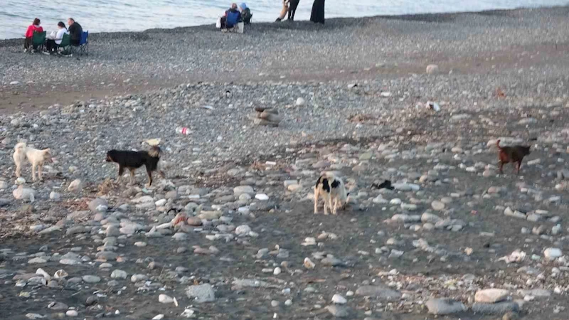 Sahile gidenler sokak köpeği tehdidi altında
