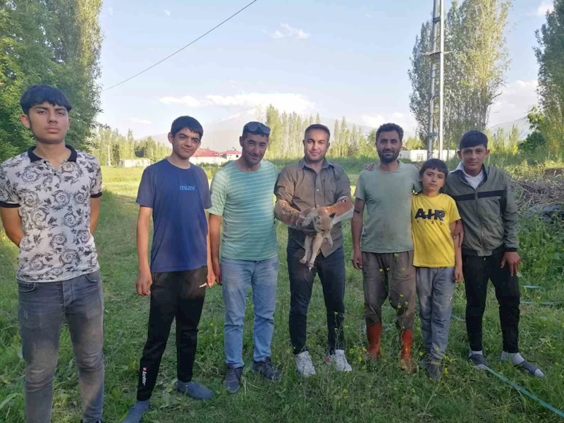 Iğdır’da yardıma muhtaç halde bulunan tilki doğal yaşamına kavuşturuldu
