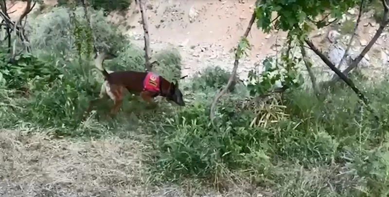 Dere kenarına gizlenmiş esrarı dedektör köpek buldu
