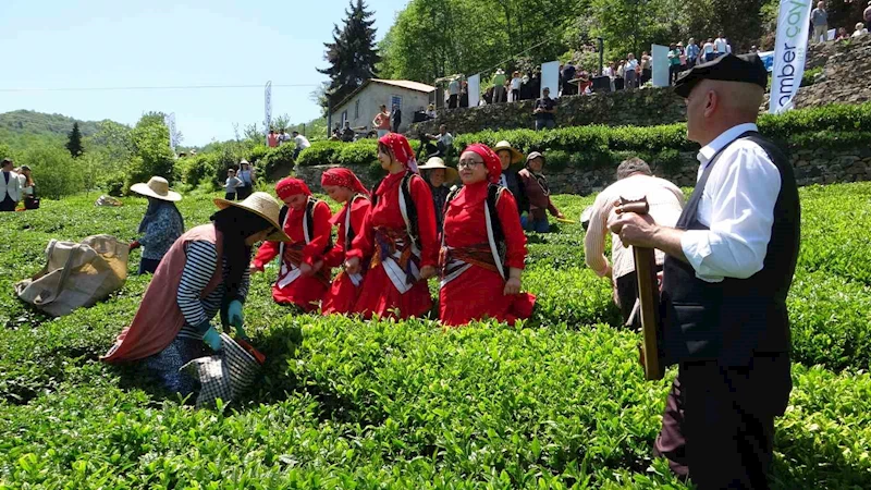 Dünyanın en kaliteli fındığının üretildiği Giresun’da kemençe eşliğinde çay hasat şenliği yapıldı
