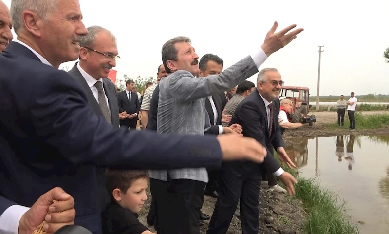 Türkiye’nin ikinci büyük çeltik üretim merkezi Bafra Ovası’nda 