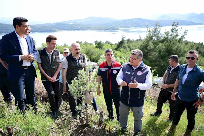 Sinop’ta 80 bin yabani zeytin ağacı aşılanacak
