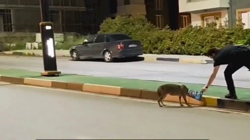 Çakalın başına takılan poşeti öğretim görevlisi çıkardı
