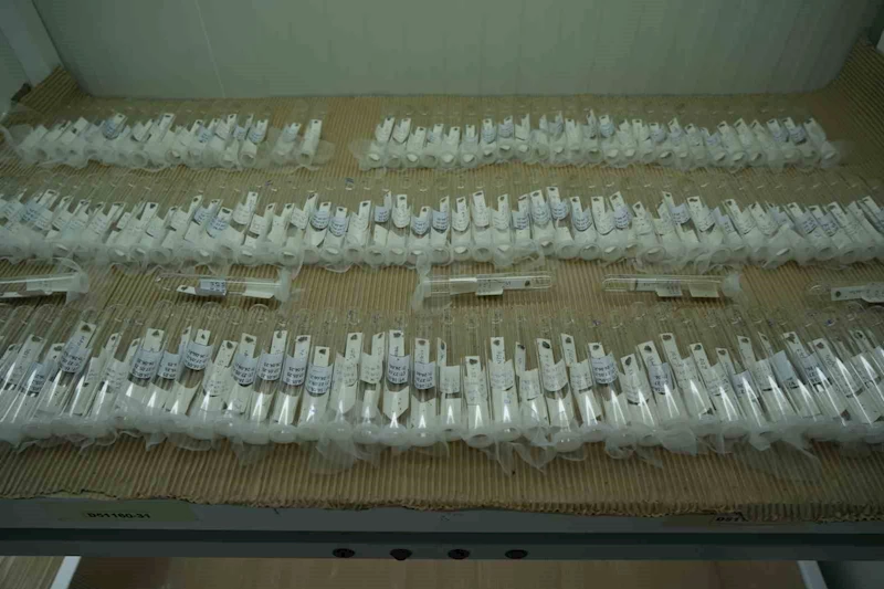 Kahverengi kokarcaya karşı biyolojik savaşta merkez Samsun: 750 bin ’samuray arısı’ üretiliyor

