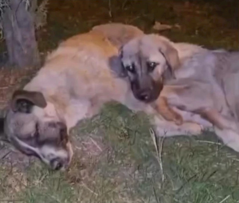 Annesi ölen yavru köpek sahipsiz kalmadı
