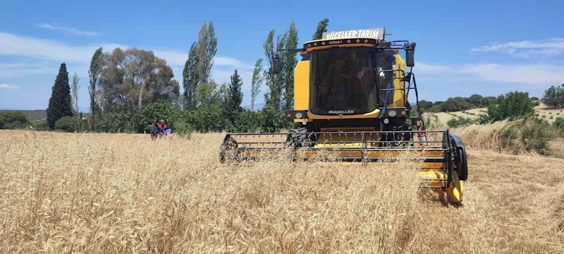 Hububatta hasat dönemi başladı
