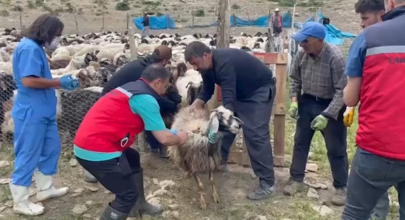 Yüksekova’da şap hastalığına karşı aşılama çalışması devam ediyor
