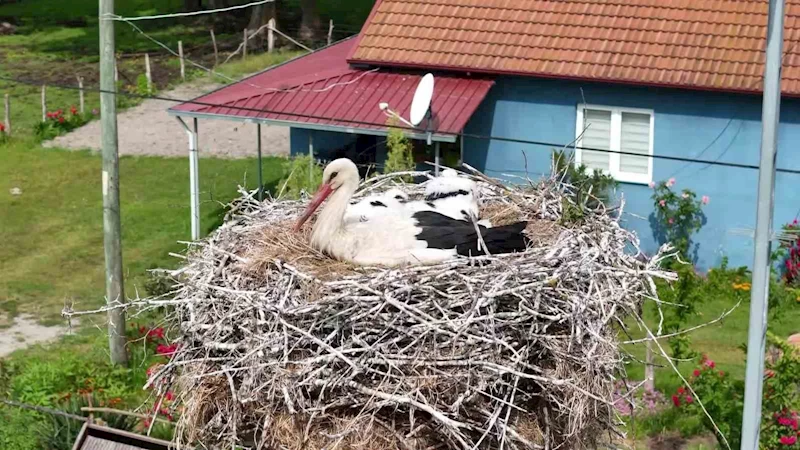 Kızılırmak Deltası’nda görsel şölen: Leylekler, mandalar, atlar, develer ve su papatyaları
