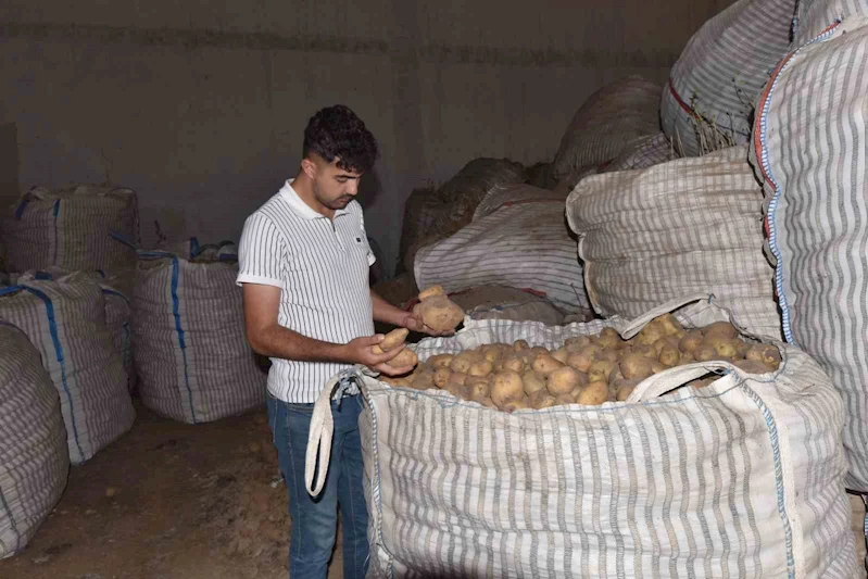 Ahlat’ta binlerce ton patates alıcı bekliyor

