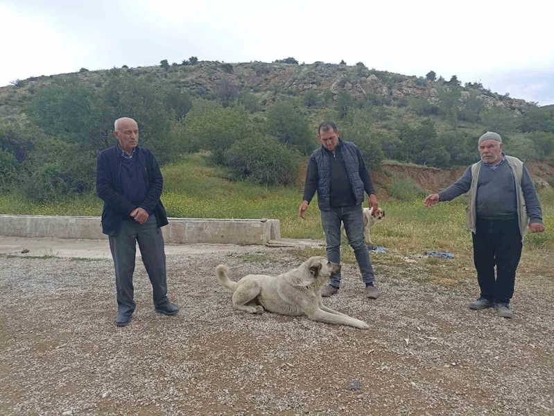 Başıboş köpekler buzağıyı parçaladı, sahiplerine saldırdı
