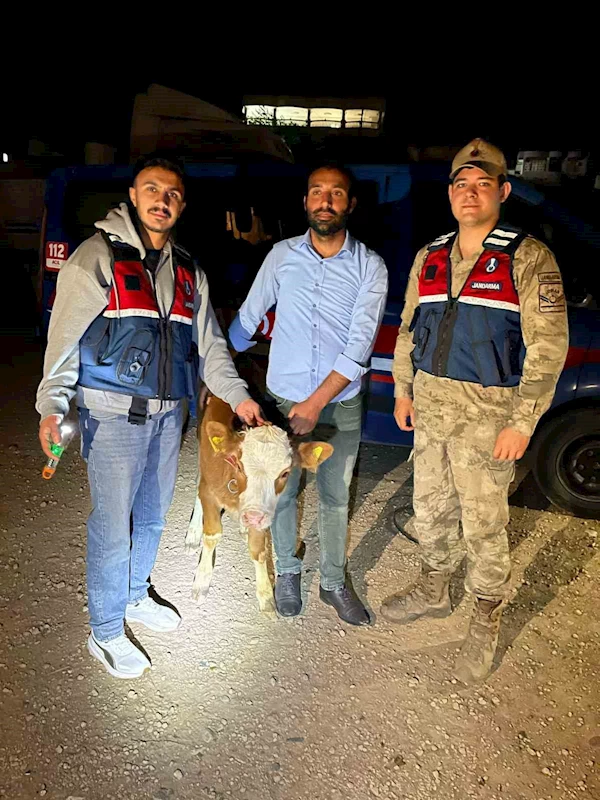 Çalınan 4 büyükbaş hayvan sahibine teslim edildi
