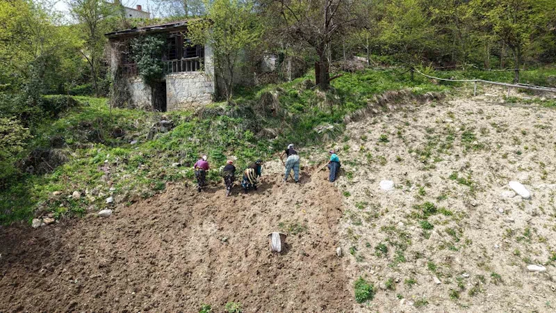 Karadeniz kadınının zorlu mesaisi başladı
