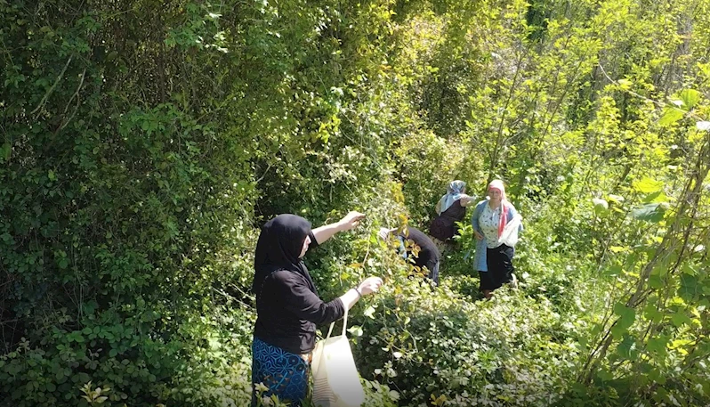 Doğanın şifalı otu ‘kırçan’ın sezonu başladı
