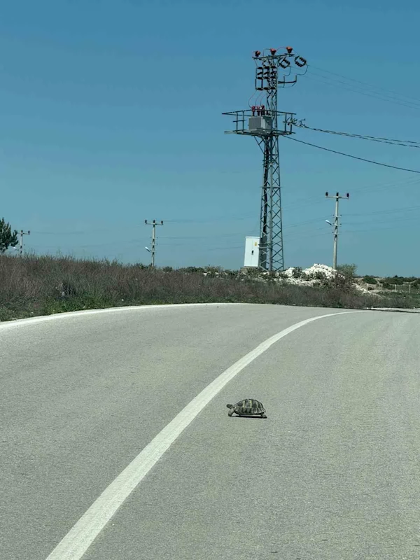 Kaplumbağalara karşı sürücüler uyarıldı

