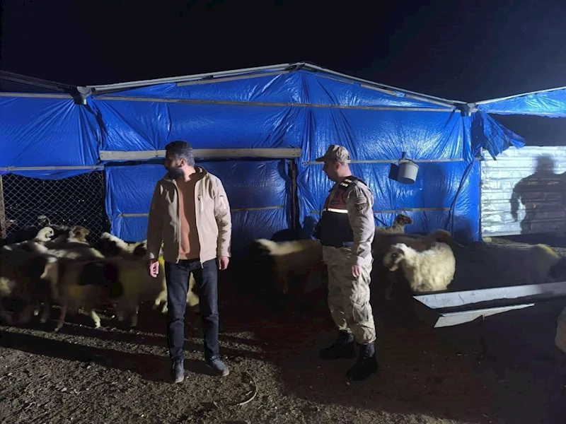 Kilis İl Jandarma Komutanlığı kayıp küçükbaş hayvanları buldu
