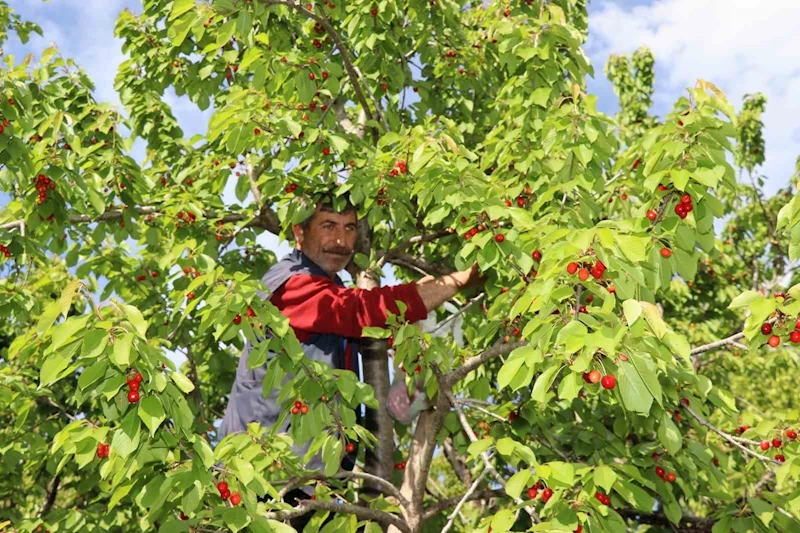 Misafir kirazında hasat vakti
