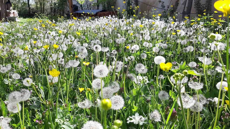 Bolu’da bahar güzelliği
